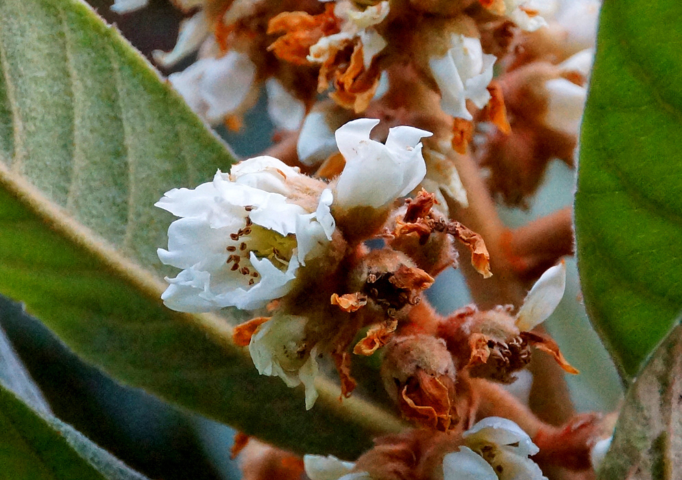 A white Eriobotrya japonica flower with brown anthers surrounded by decaying rust color flower petals