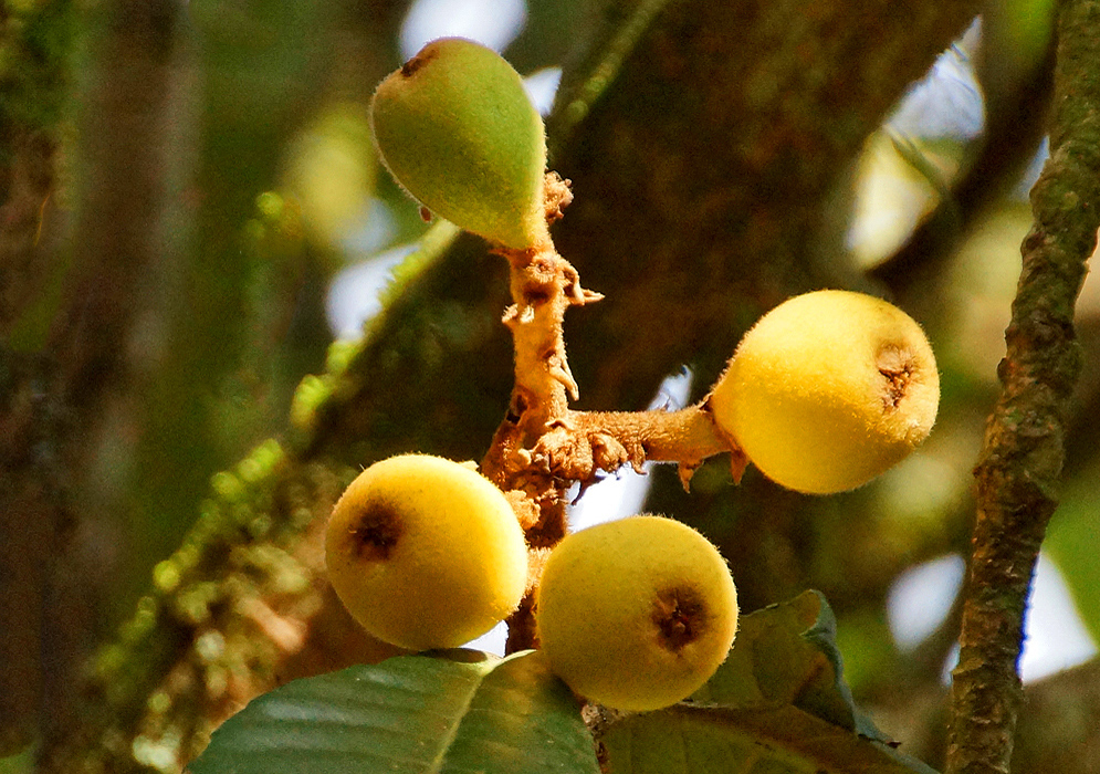 Four yellow and green Eriobotrya japonica fruits on the tree