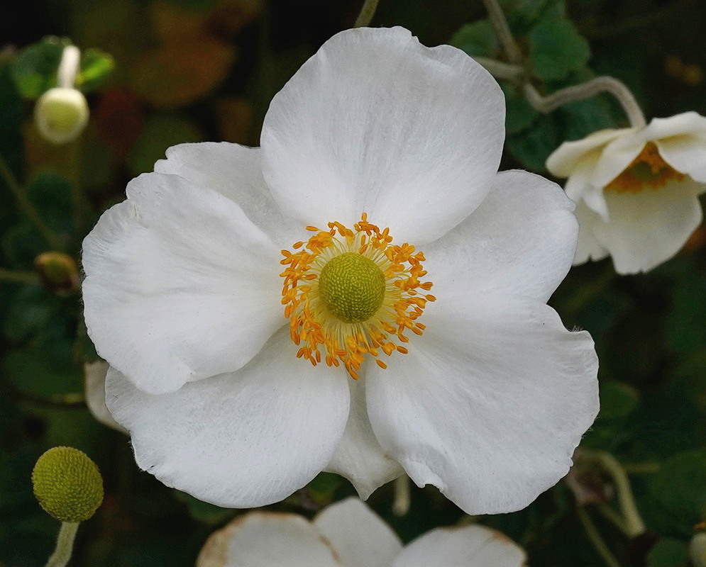 Eriocapitella hupehensis has a white flower with broad rounded segments surrounding yellow stamens and a green center