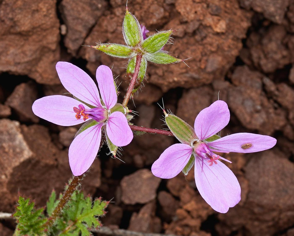 Erodium cicutarium has pale pink five-petaled flowers above finely divided green leaves