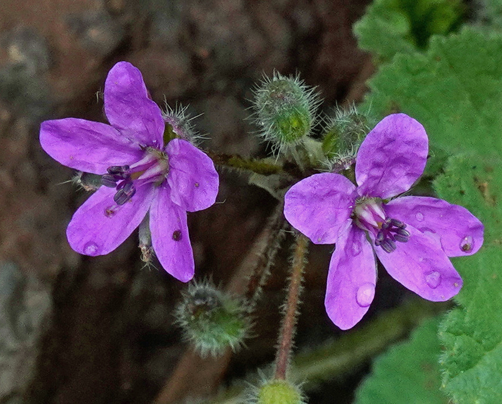 Erodium malacoides has purple-pink five-petaled flowers beside hairy green buds and broad lobed leaves