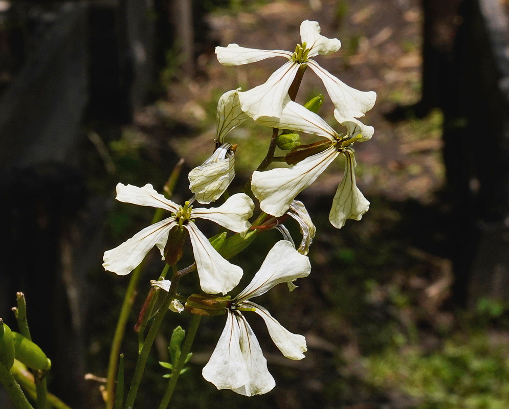 Eruca sativa has creamy white four-petaled flowers with purple veins along a slender branching stalk