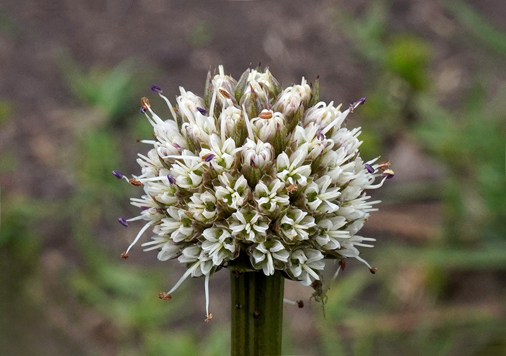 A spherical cluster of small white Eryngium humboldtii flowers with purple-tipped stamens, blooming atop a tall green stalk against a blurred natural background