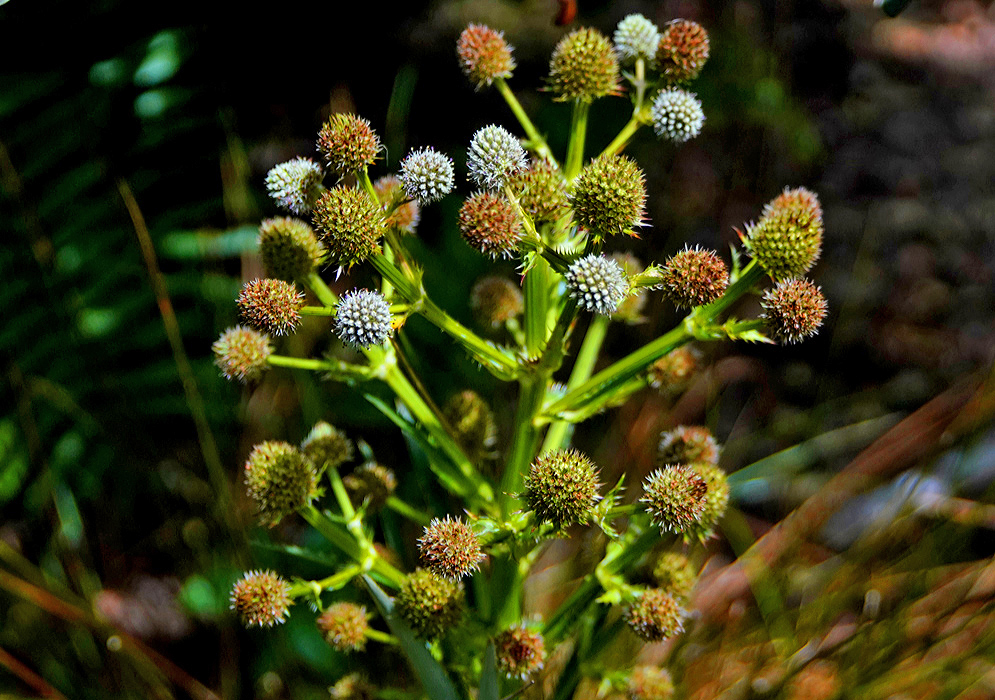 Eryngium humboldtii inflorescence of oval shape heads in white, green and brown