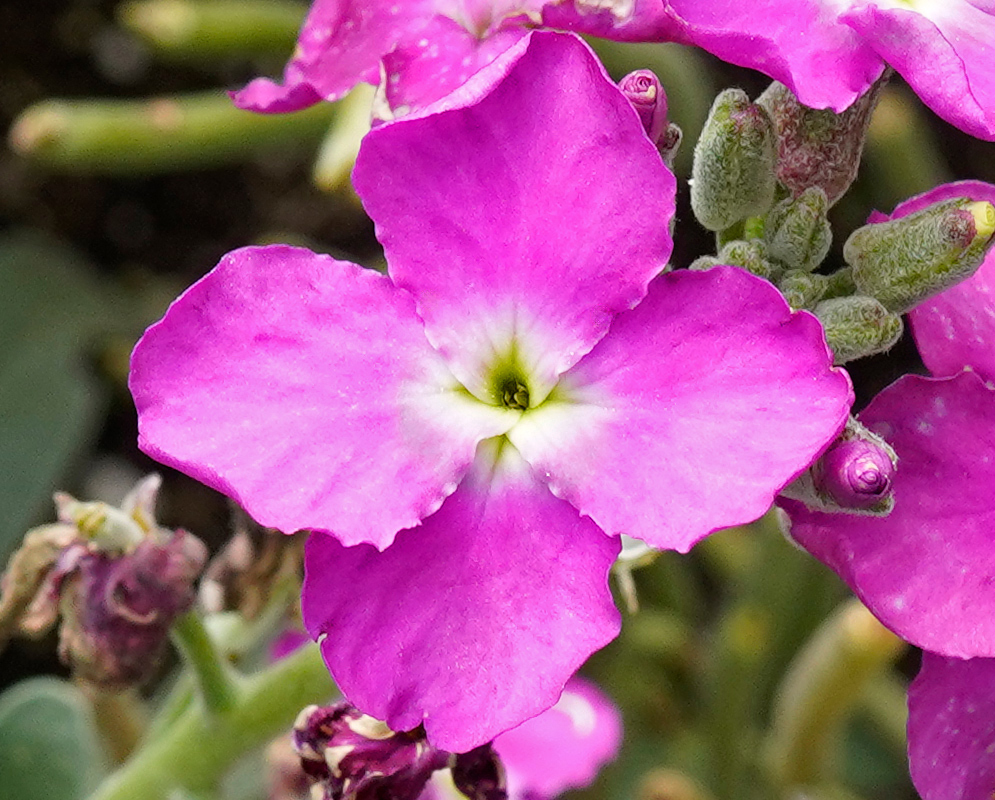 Erysimum x cheiri Magenta Flower Erysimum x cheiri flower in full bloom showing four bright magenta petals with a pale green and white center surrounded by unopened buds