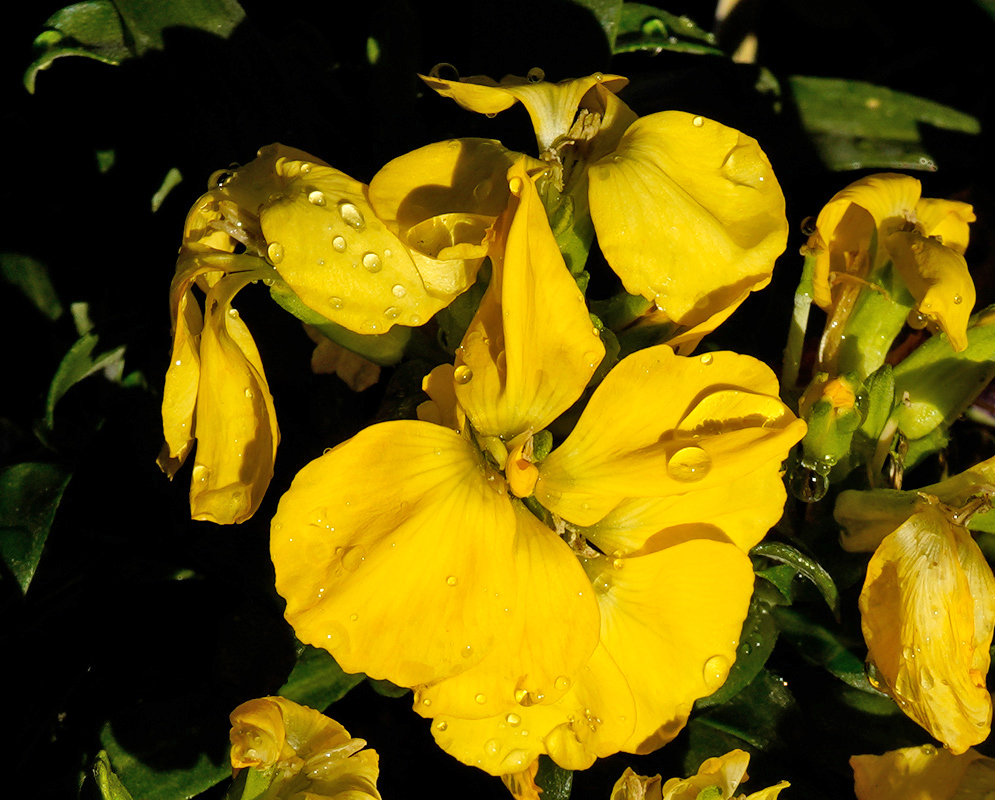 Erysimum × cheiri Sugar Rush Yellow Close-up of bright yellow Erysimum × cheiri Sugar Rush flowers with raindrops on their petals and clustered blooms in various stages of opening