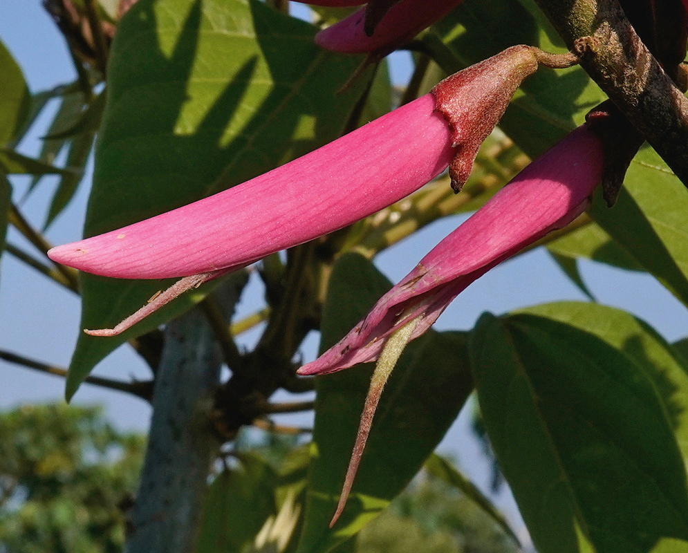Erythrina amazonica has long vivid pink tubular flowers projecting from a woody branch among green leaves