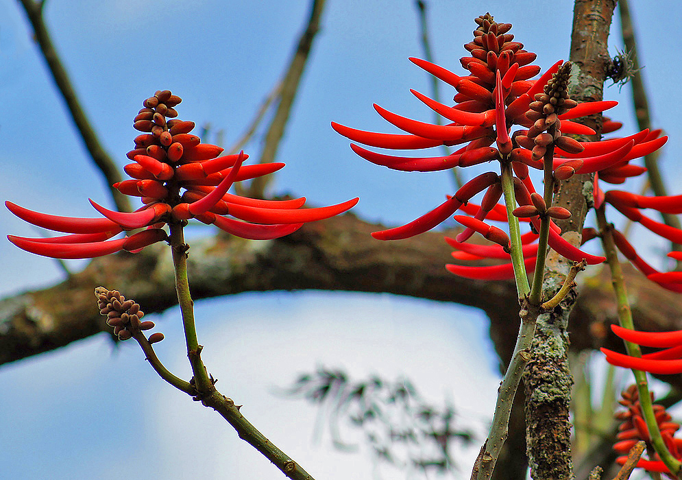 Orange-red Erythrina costaricensis flowers and flower buds