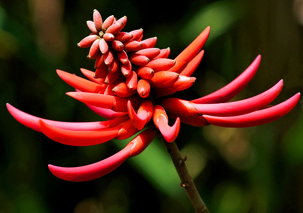 Bright orange-red Erythrina costaricensis flowers and sepals