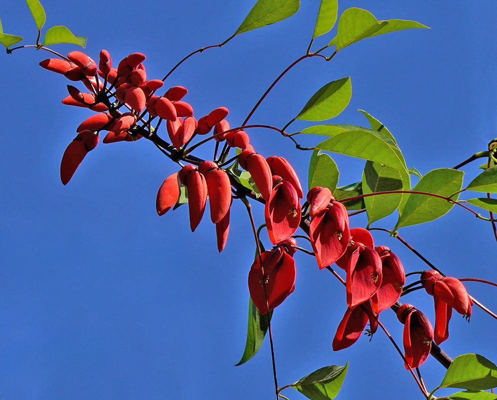 Erythrina crista-galli Flowers Against Blue Sky A flowering branch of Erythrina crista-galli arching against a bright blue sky, displaying dozens of red blooms and slender green leaves