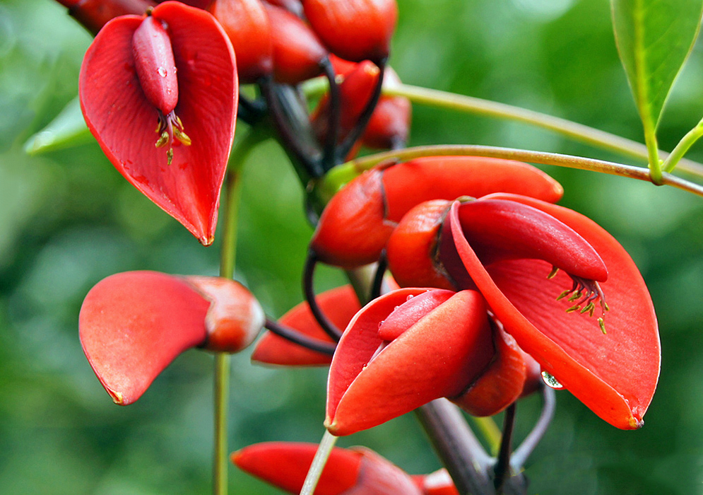 Red Erythrina crista galli flowers with yellow anthers