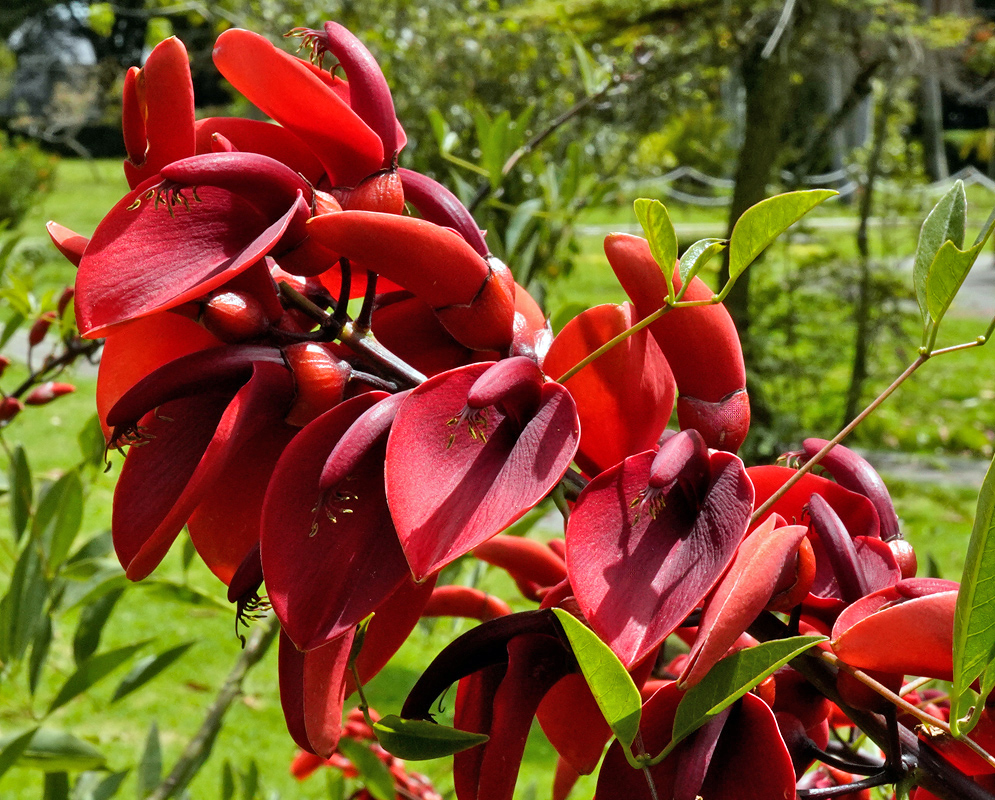 Erythrina crista-galli Dense Inflorescence A densely packed cluster of vivid red Erythrina crista-galli blossoms growing on a thick stem, surrounded by green grass