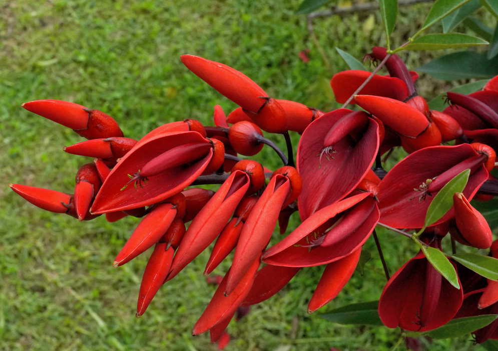 Erythrina crista-galli Red Blooms on Vine Multiple red flowers of Erythrina crista-galli cascading from a vine, each with curved petals and distinct reproductive structures