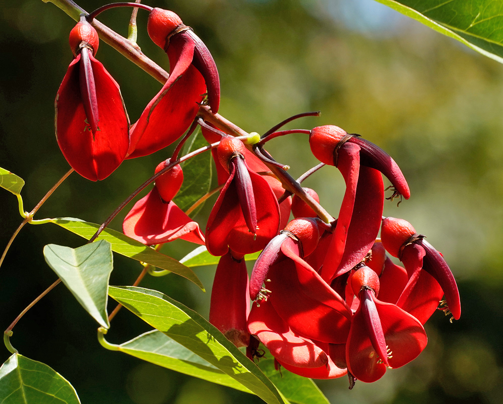 Erythrina crista-galli Cluster in Garden A vibrant spray of Erythrina crista-galli flowers in full bloom, with curved red petals and visible stamens hanging over a sunlit garden
