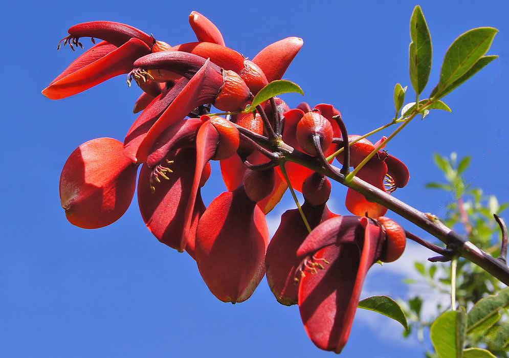 Beautiful rich-red Erythrina crista galli flowers and sepals below a dark blue sky