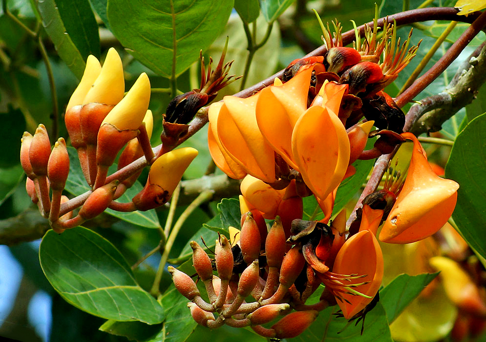 A cluster of light Orange Erythrina fusca flowers with reddish sepals and green filaments in sunlight