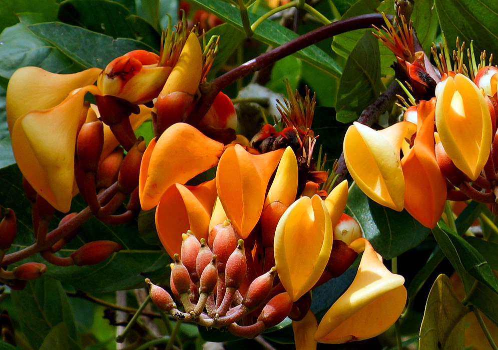 A cluster of light Orange Erythrina fusca flowers with reddish sepals and flower buds and green filaments