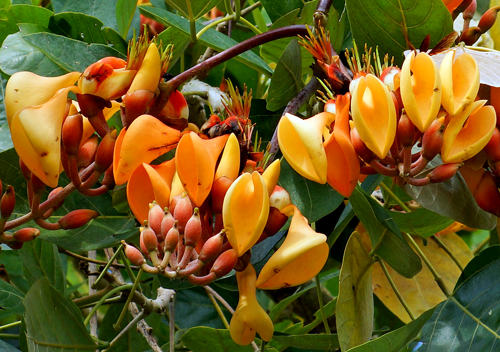 A cluster of light Orange Erythrina fusca flowers with reddish sepals and green filaments