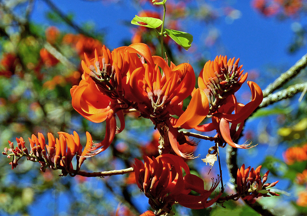 Bright orange Erythrina poeppigiana flowers under a dark blue sky