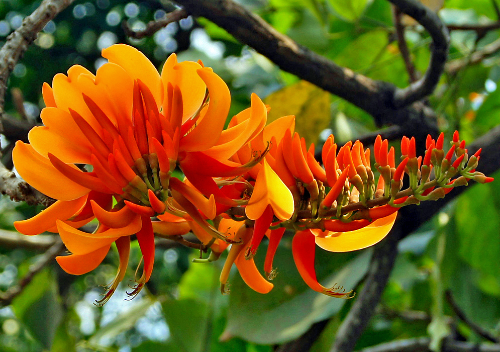 Striking bright orange Erythrina poeppigiana flowers