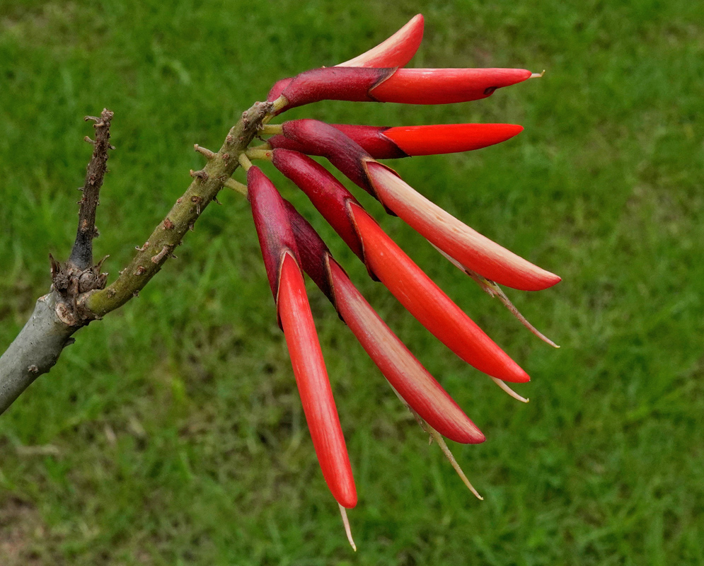 A cluster of slender, tubular red flowers of Erythrina rubrinervia emerging from a woody branch, with pale tips and a green grassy background