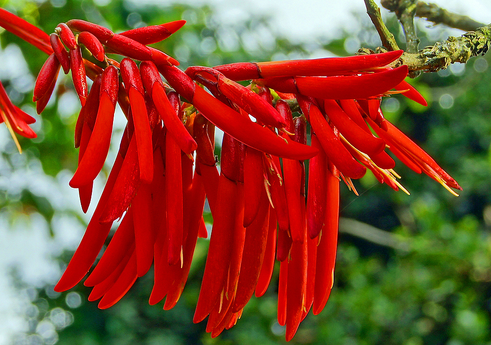Sriking red Erythrina rubrinervia flowers and stamens