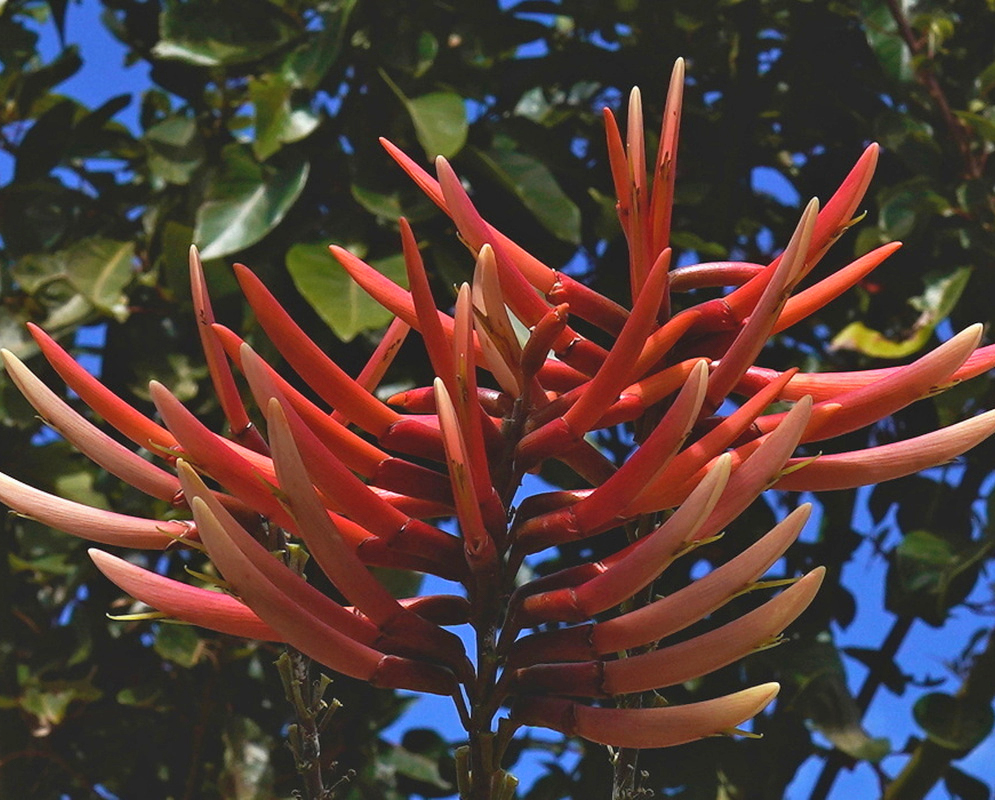 Erythrina speciosa bears an upright spike with radiating scarlet tubular flowers beneath a canopy of green leaves