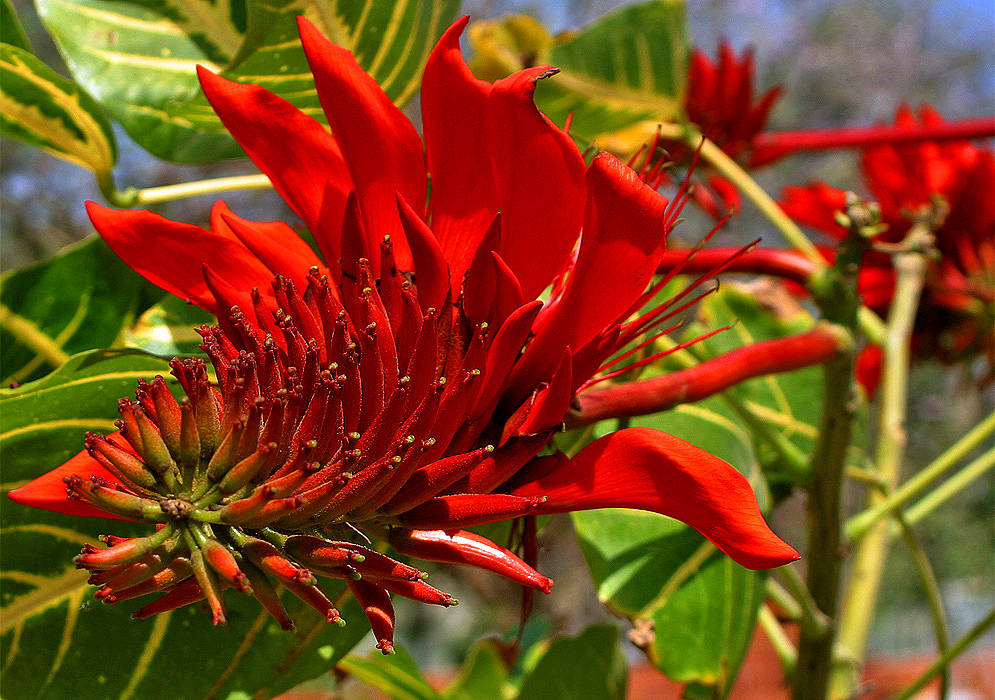 Striking bright scarlet Erythrina variegata flowers and filaments in sunshine