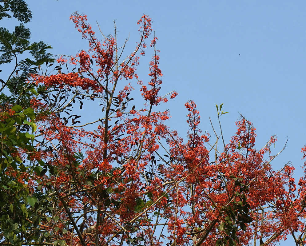 Red Erythrina verna flowers cover branching tree stems against a clear blue sky