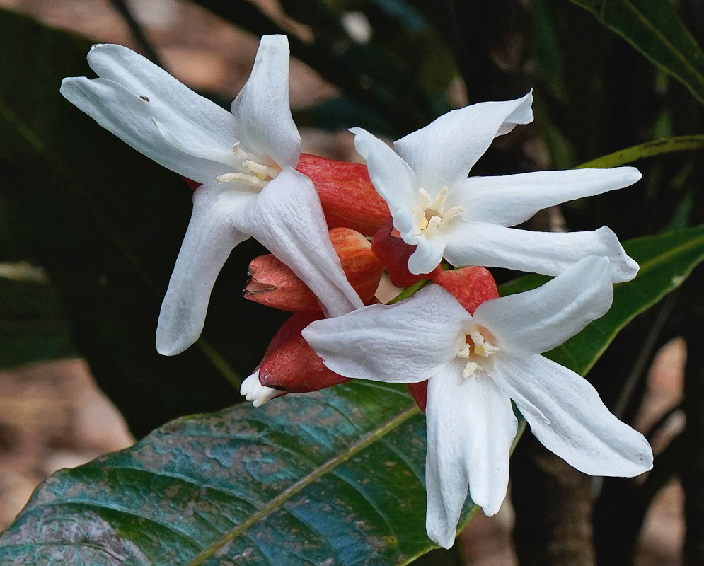 Erythrochiton brasiliensis has white star-shaped flowers emerging from red calyces above a glossy green leaf