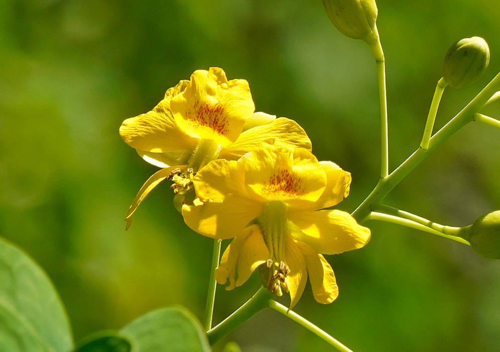 Close-up of two bright yellow Erythrostemon mexicanus flowers with red speckling in the throat, attached to green stems with unopened buds against a blurred green background