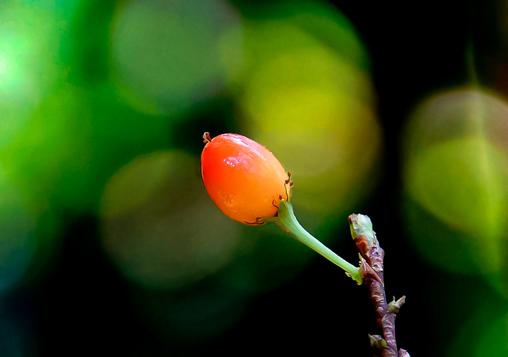 One red and orange Erythroxylum coca berry on a short stem