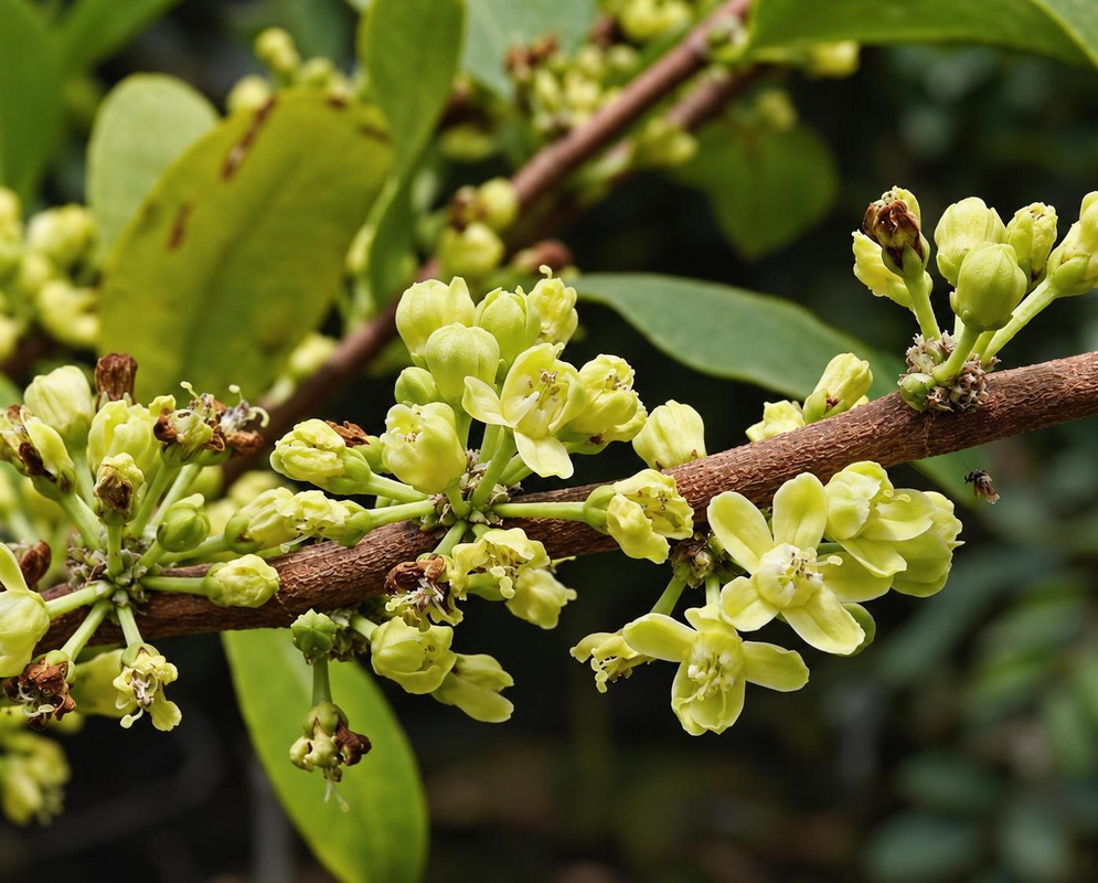 Erythroxylum novogranatense has small pale yellow-green flowers and buds grouped along a woody branch beside green leaves