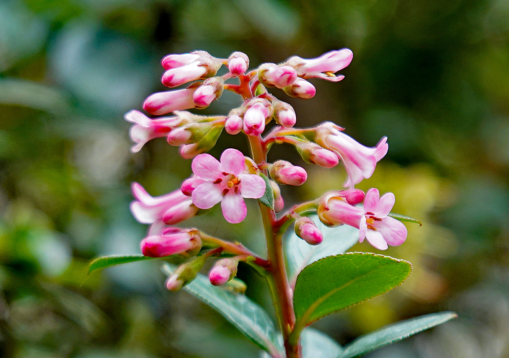 Escallonia macrantha flower spike with pink flower buds and flowers with yellow styles 