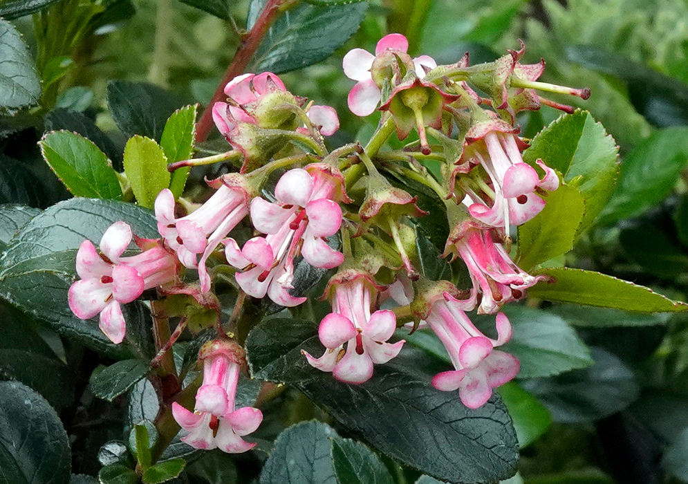 Blooming Escallonia macrantha with light pink tubular blossoms and glossy dark green leaves in a garden setting