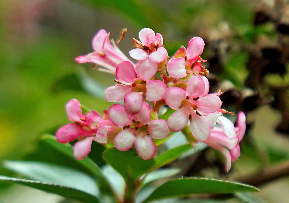 Pink with white Escallonia macrantha flowers