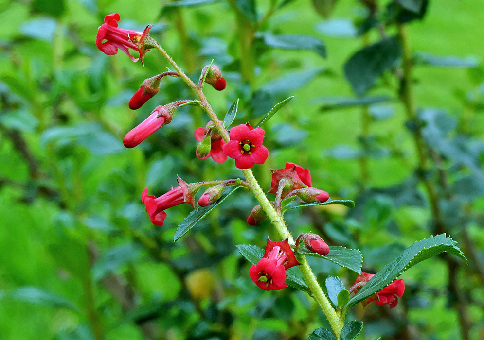 A branch of Escallonia macrantha red flowers and buds