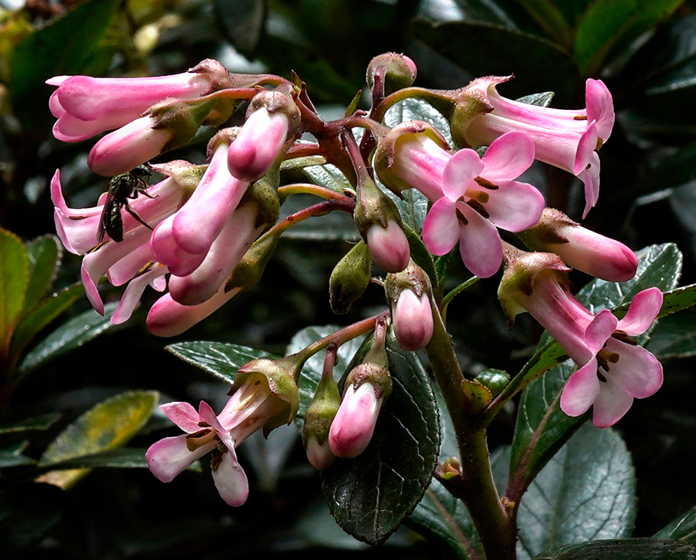 A branch of Escallonia macrantha pink flowers and buds