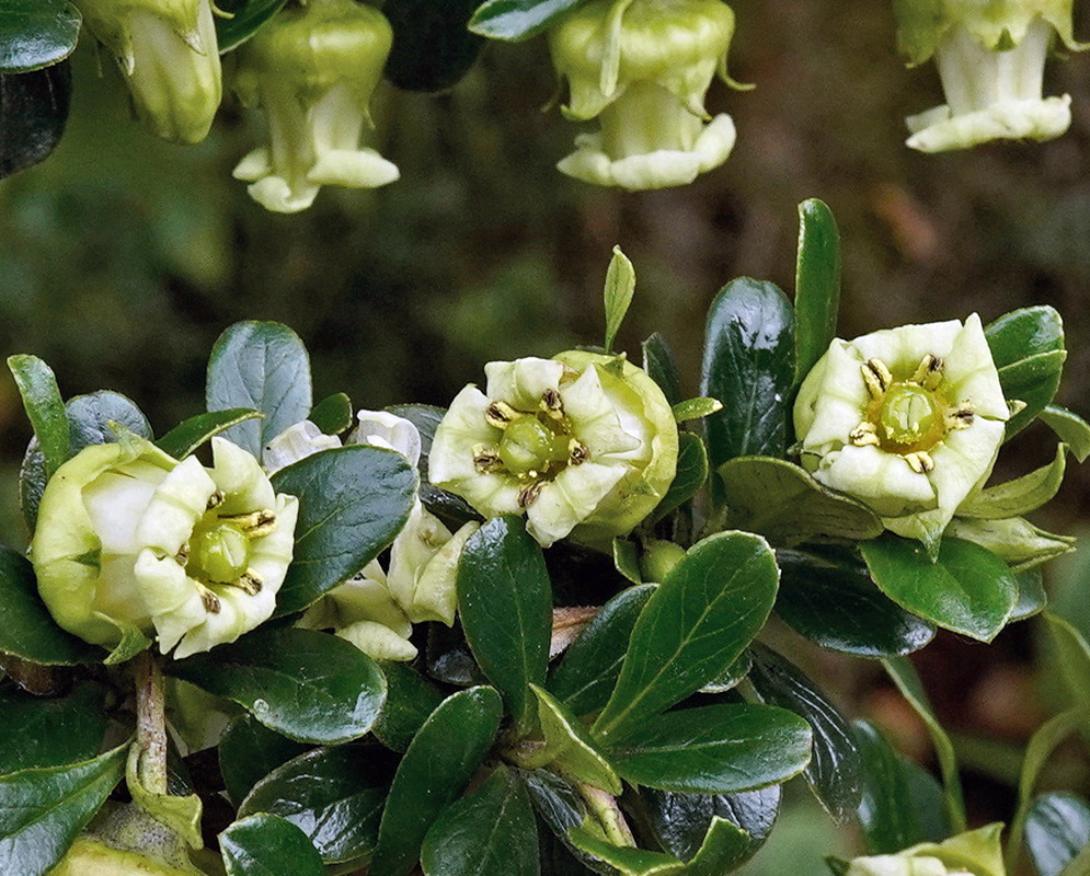 Escallonia myrtilloides has hanging greenish cream cup-shaped flowers above small dark green leaves