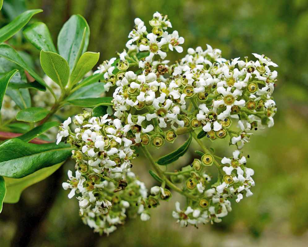 Escallonia paniculata clusters of white flowers