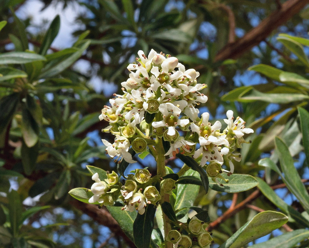 Escallonia resinosa has a branching cluster of small white flowers among narrow green leaves against a blue sky