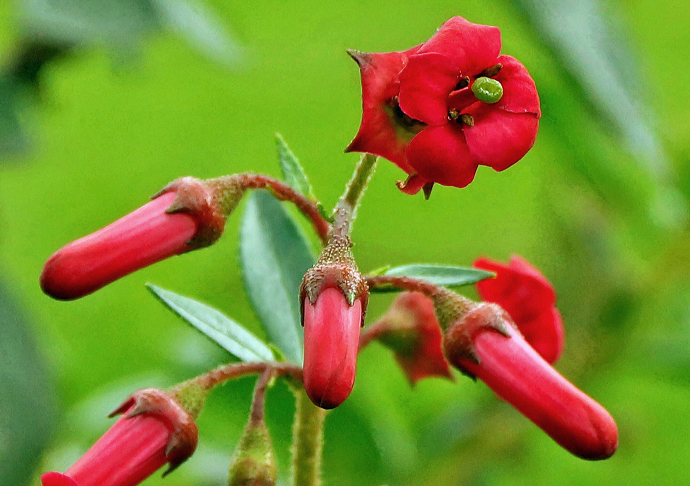 Deep red Escallonia macrantha flower with a green stigma