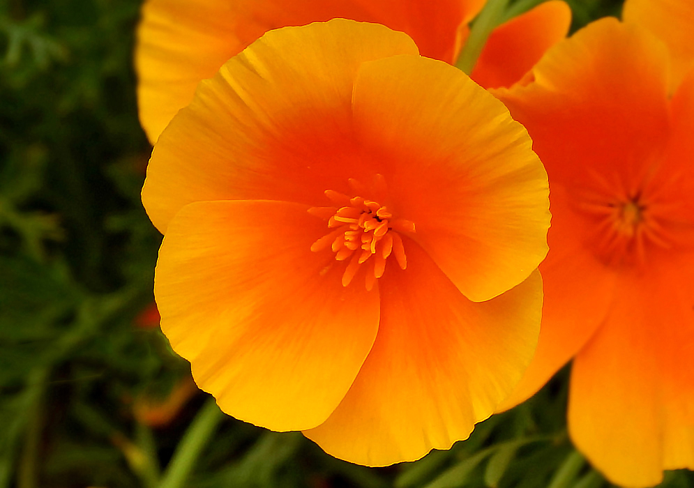 Orange Eschscholzia californica flower with a dark orange center and stamens