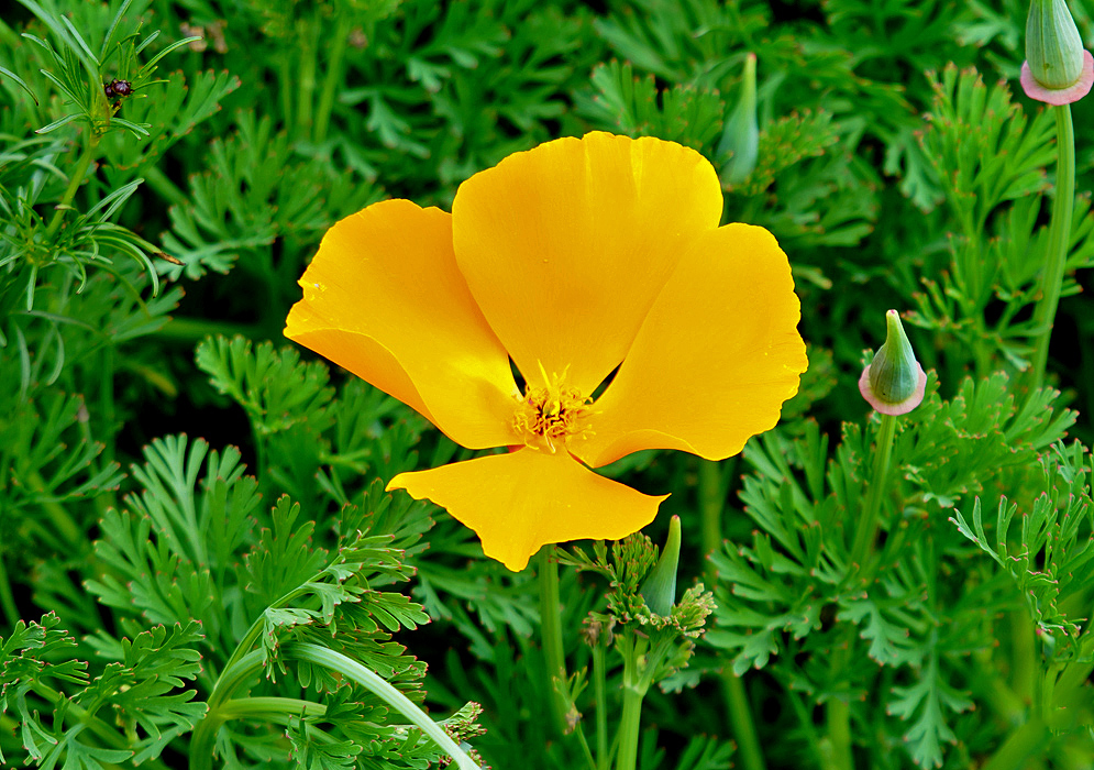 A yellow Eschscholzia californica flower