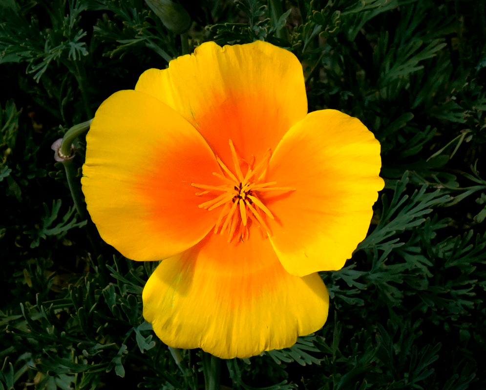 Eschscholzia californica flowers mixed in with other flowers