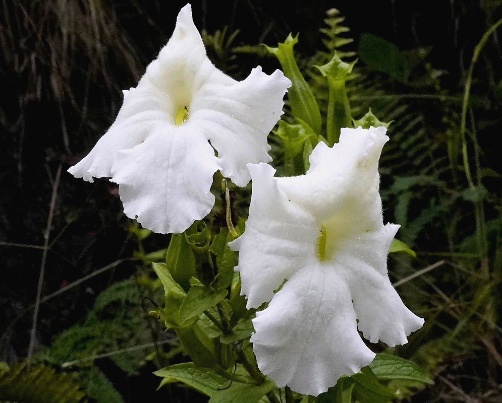 Escobedia grandiflora two flowers