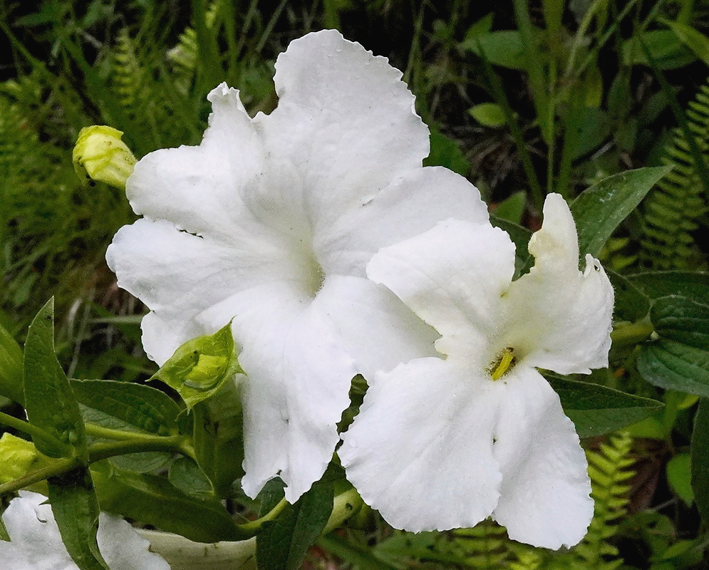 Escobedia grandiflora White Escobedia grandiflora white flower detail