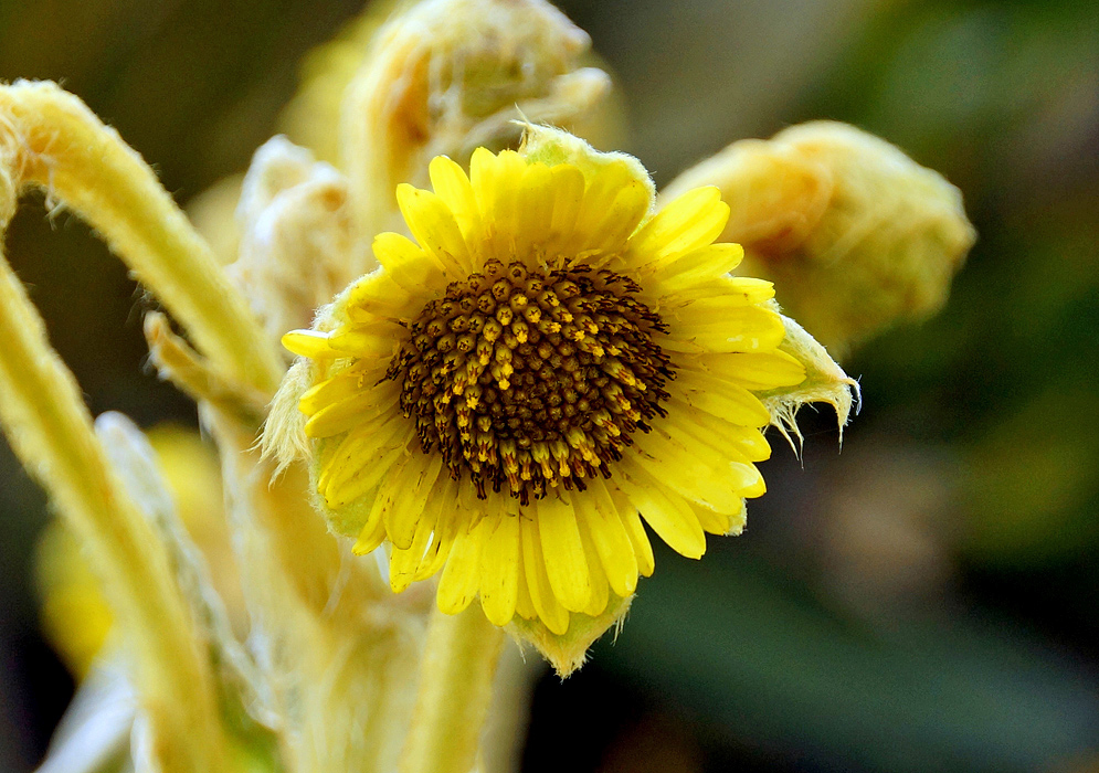 A large bright yellow Espeletia hartwegiana flower