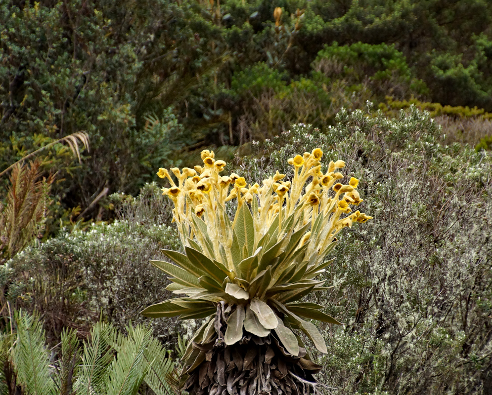 A tall Espeletia hartwegiana with yellow flowers