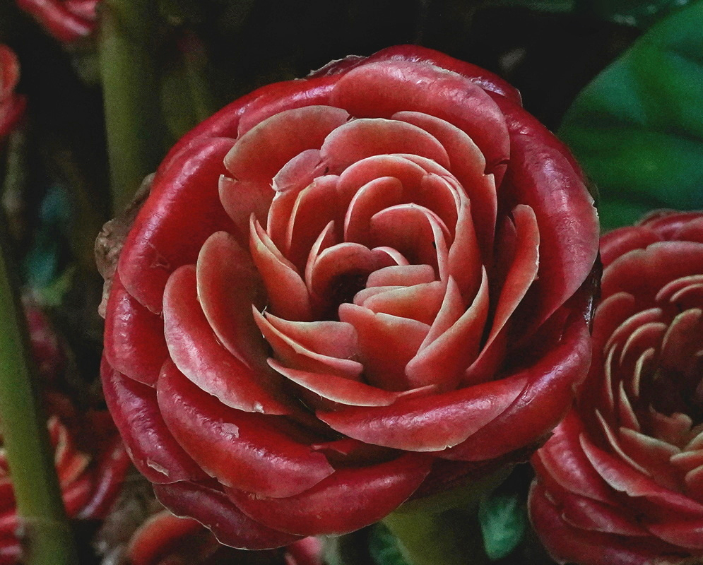 Etlingera corneri has glossy red overlapping bracts arranged in a rose-like spiral with pale edges